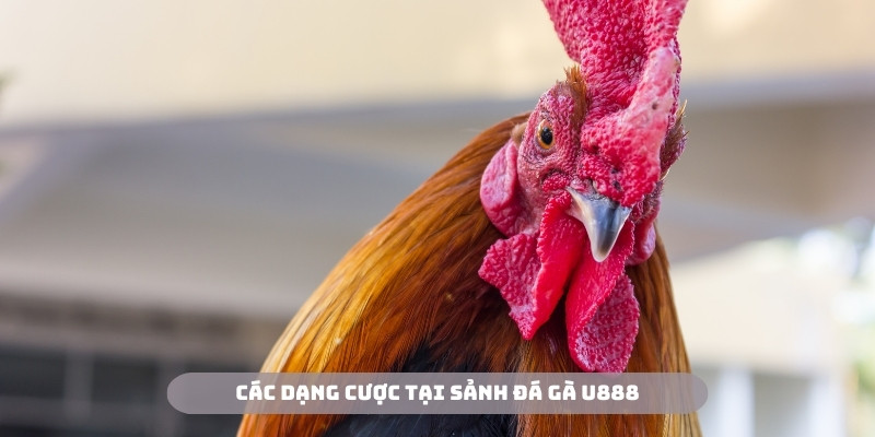 Các kèo cược với nhiều lựa chọn độc đáo tại đá gà U888