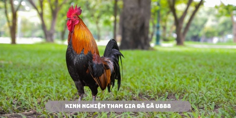 Đừng bỏ qua những kinh nghiệm quý giá từ chuyên gia